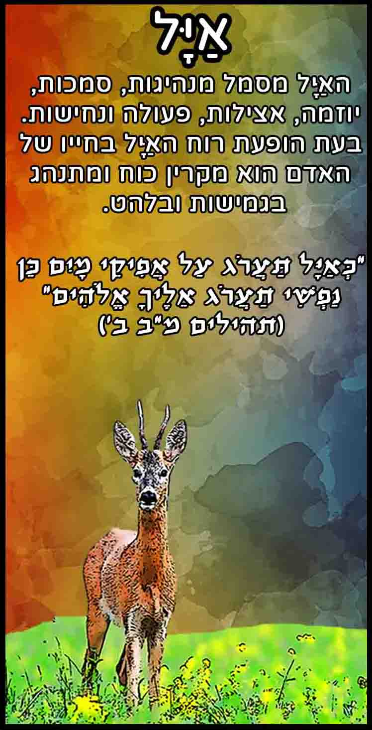 חיות_איל