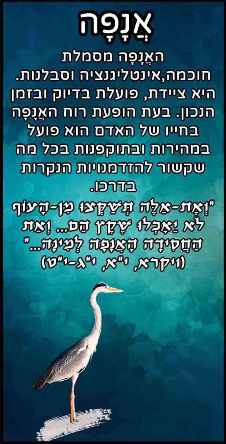 חיות_אנפה
