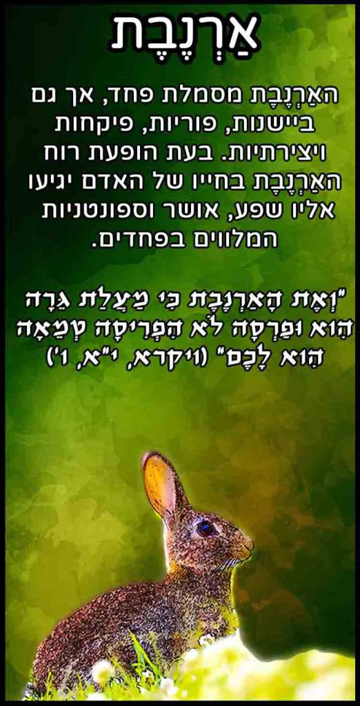חיות_ארנבת