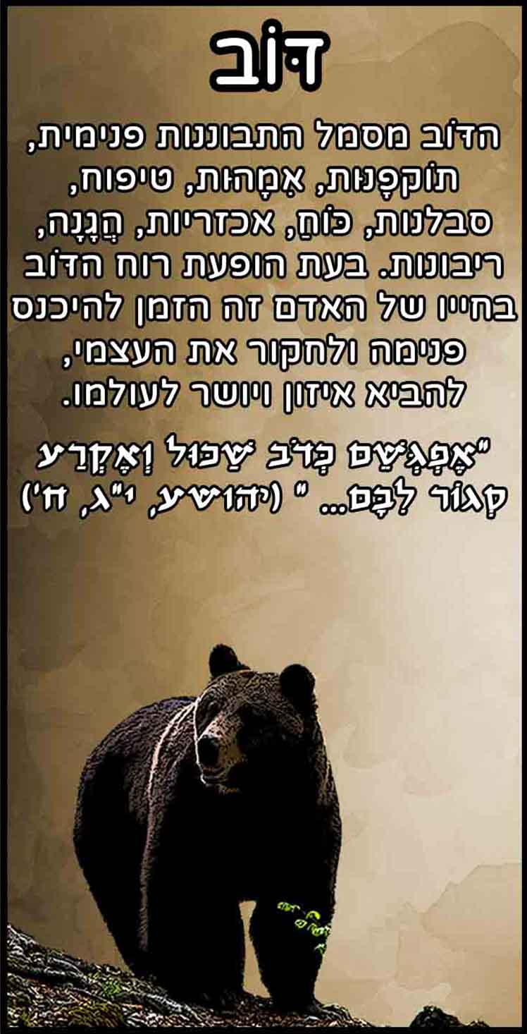 חיות_דוב