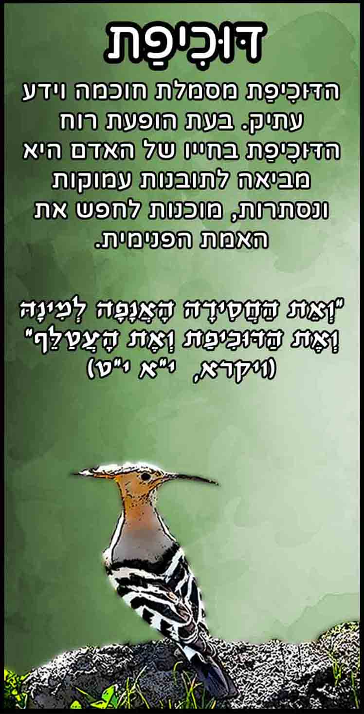 חיות_דוכיפת