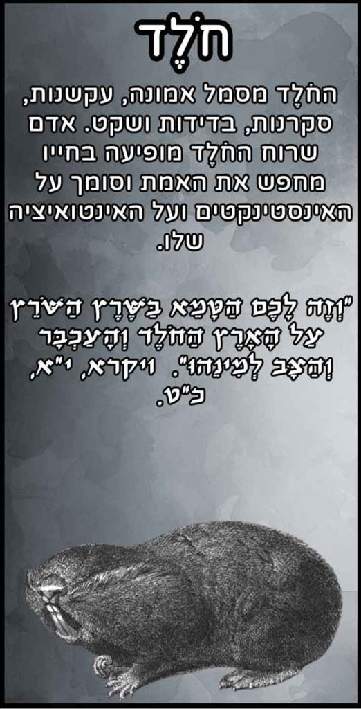 חיות_חולד
