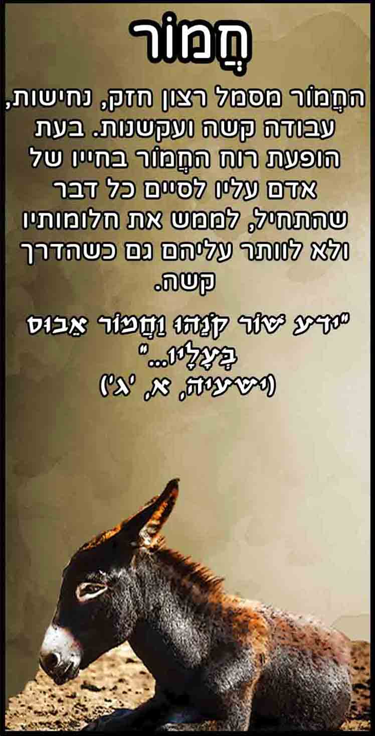 חיות_חמור