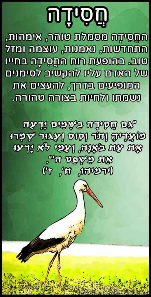 חיות_חסידה