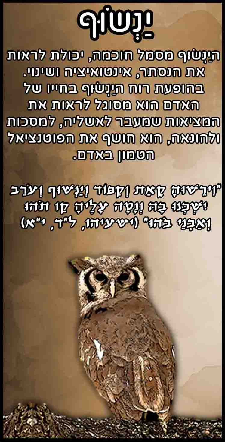 חיות_ינשוף