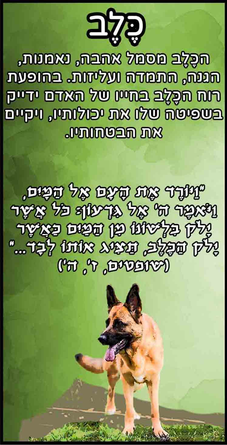 חיות_כלב