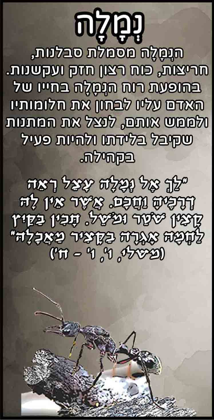 חיות_נמלה