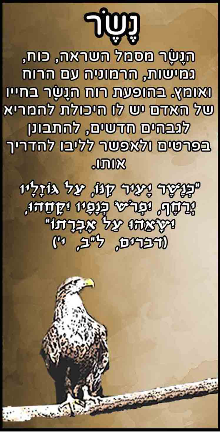 חיות_נשר