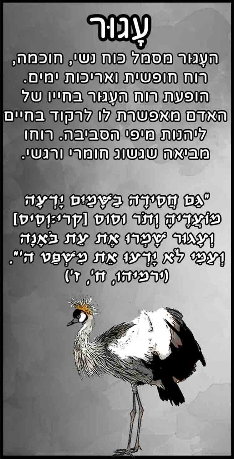 חיות_עגור