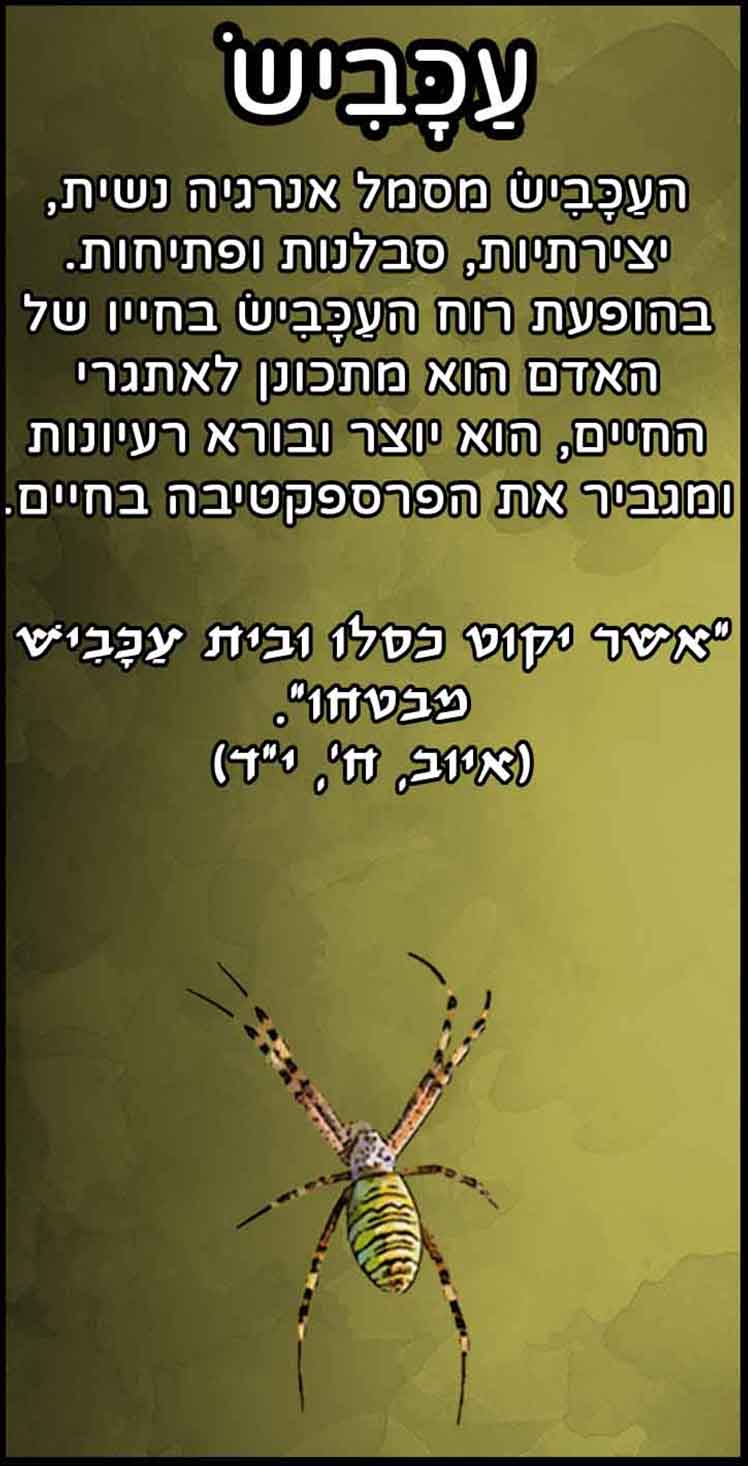 חיות_עכביש