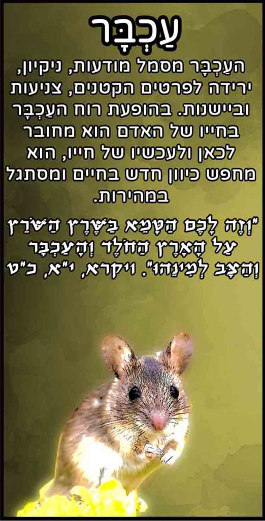 חיות_עכבר