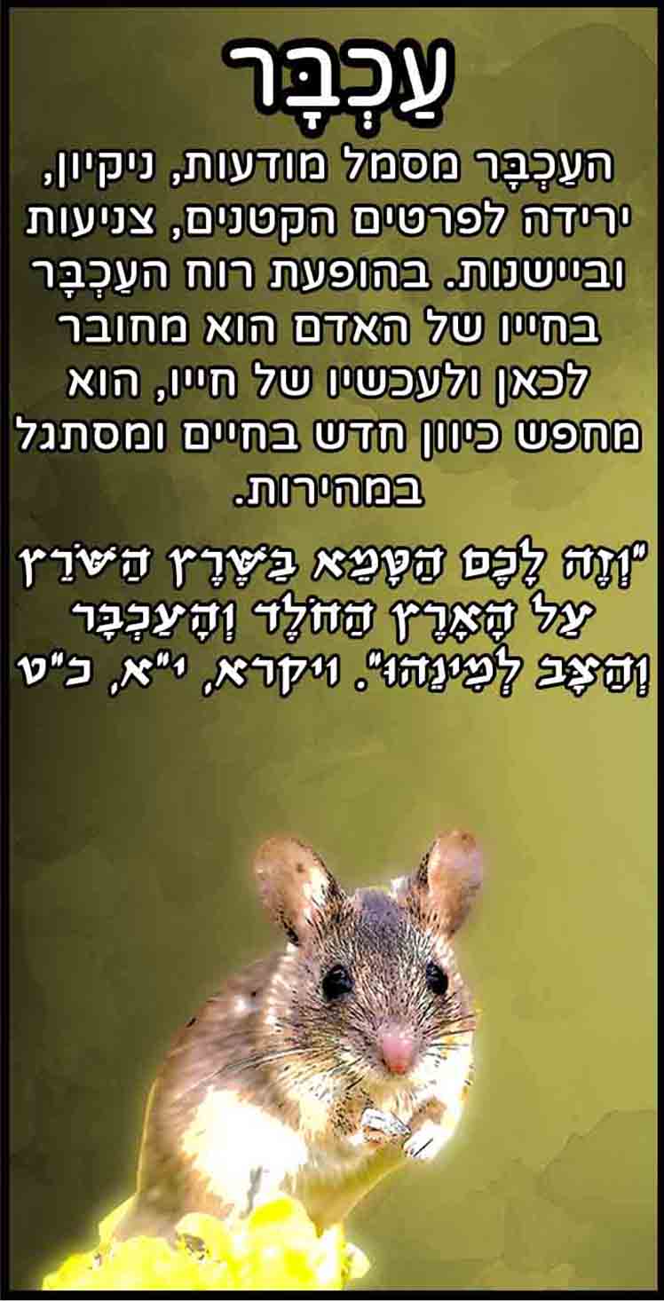 חיות_עכבר