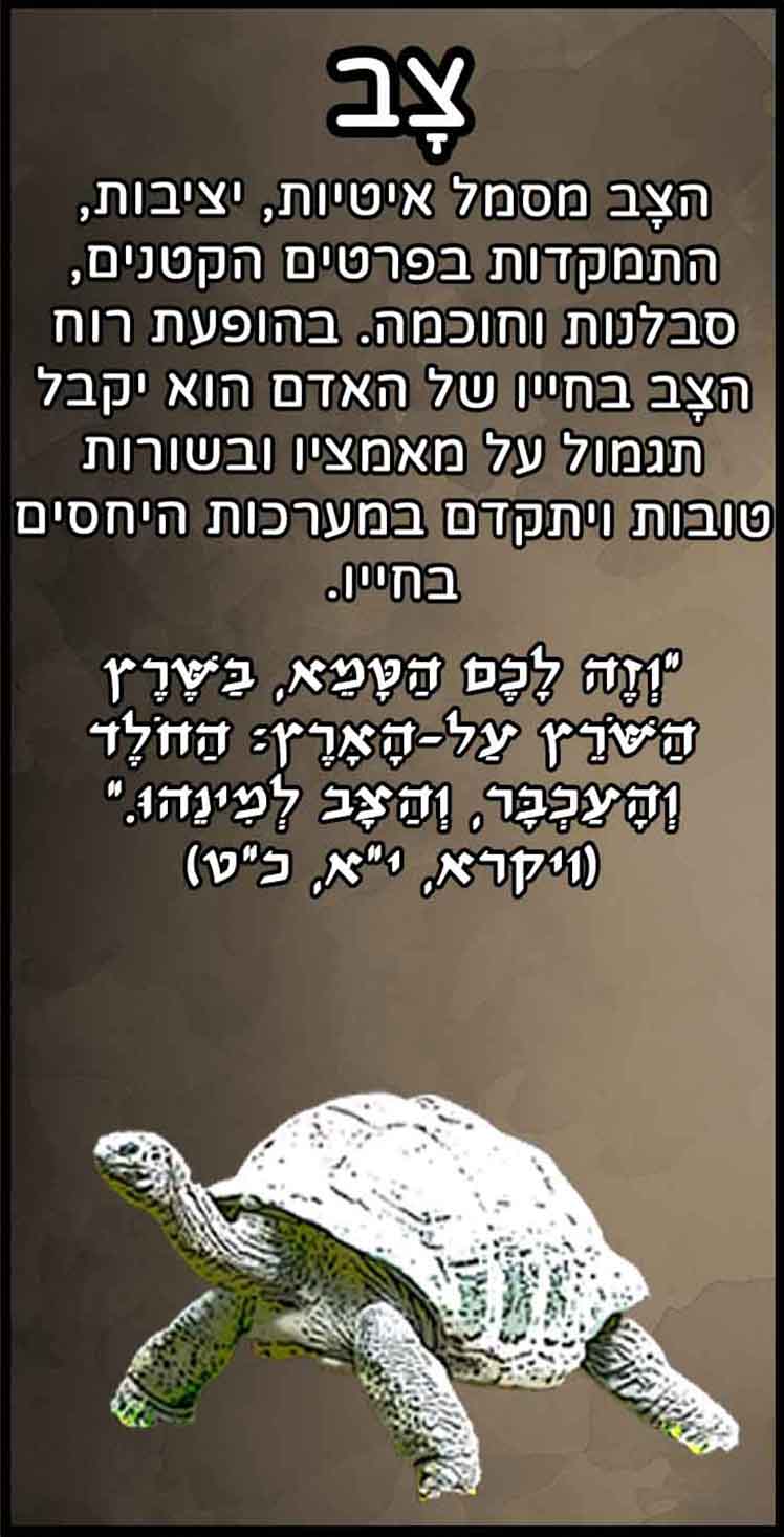 חיות_צב