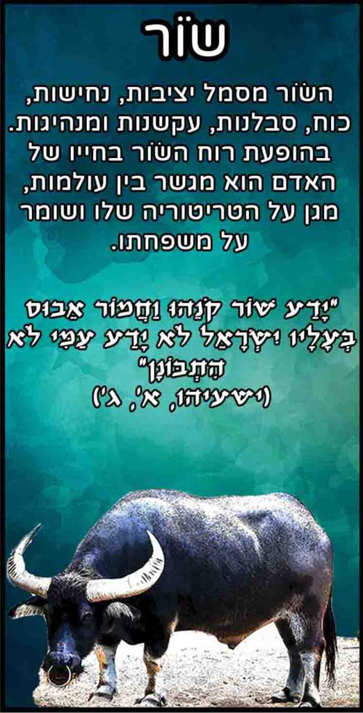 חיות שור