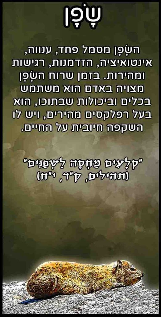 קלפי חיות - שפן